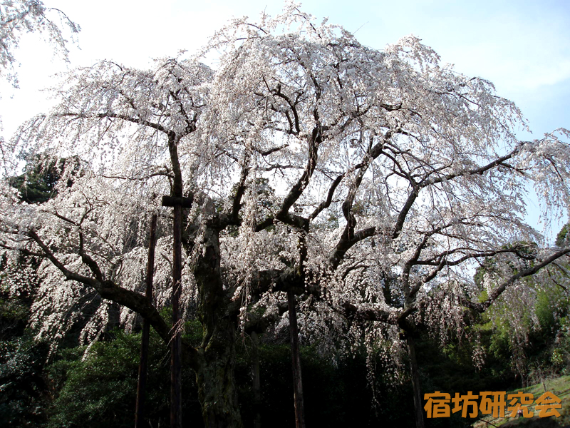 紹太寺のしだれ桜
