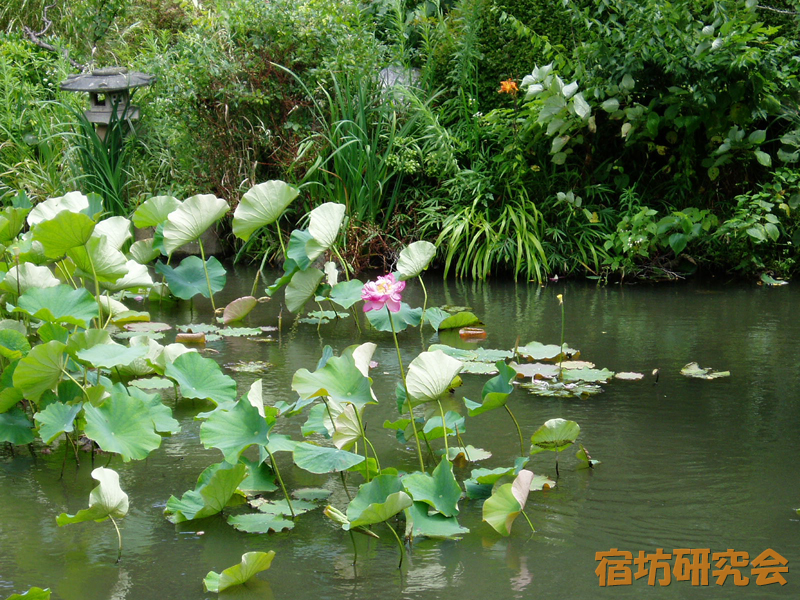 光明寺の庭園の蓮