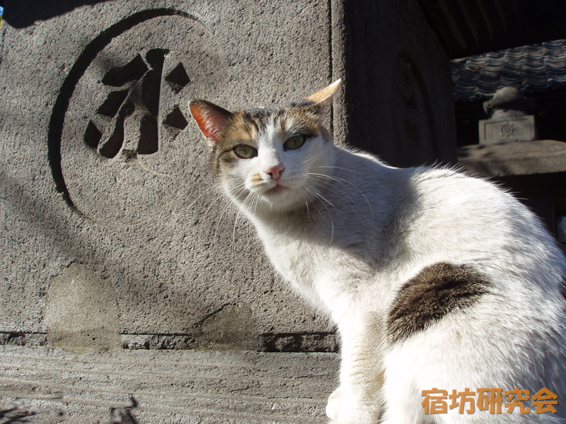 安養院の猫