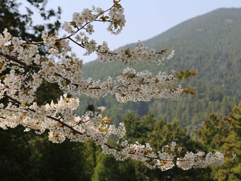 身延山のミノブザクラ