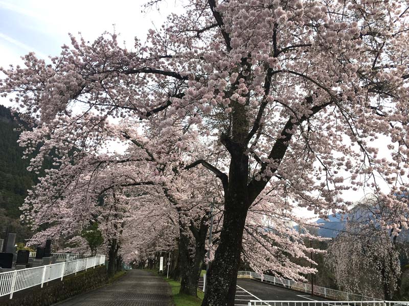 身延山寺平の桜