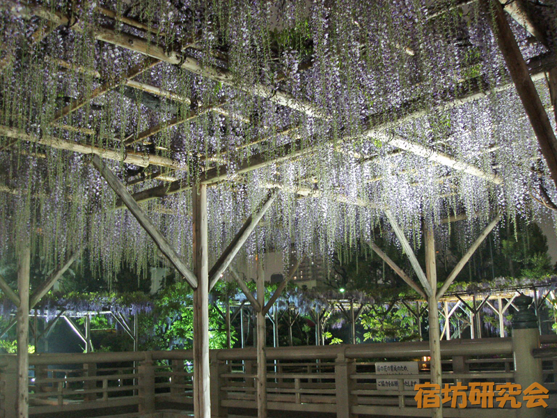 亀戸天神社『藤の花ライトアップ』