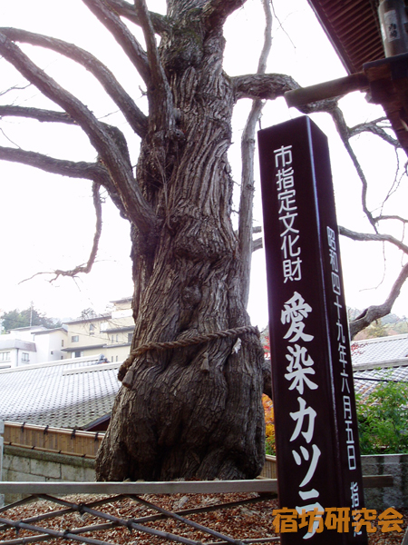 北向観音の愛染かつら