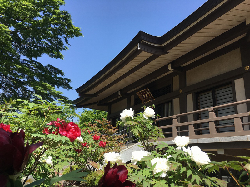 宝泉寺の牡丹