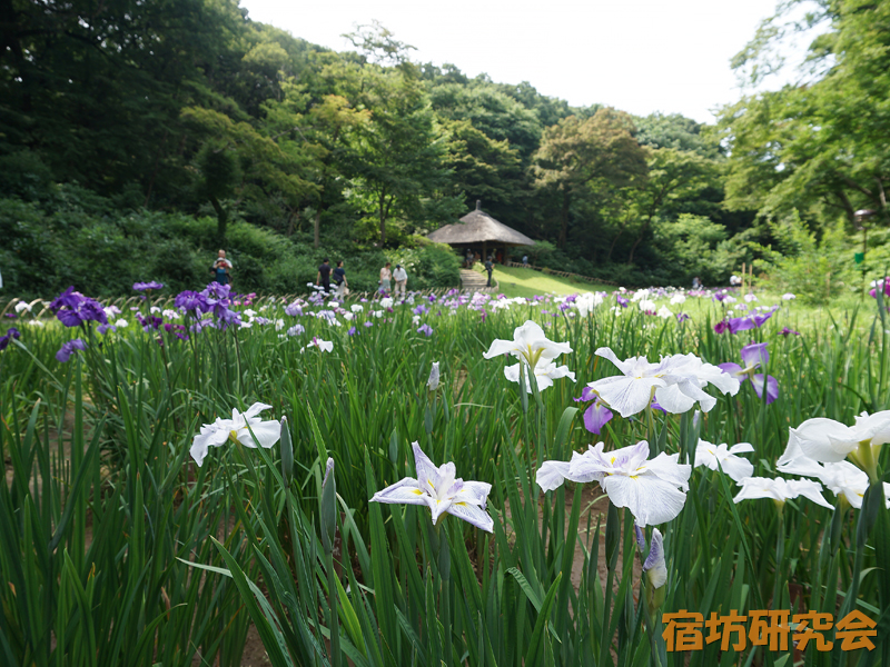 明治神宮の菖蒲苑