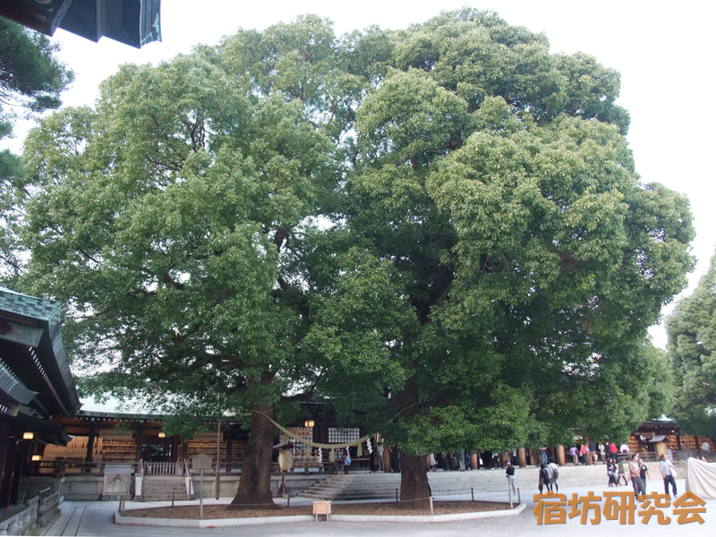 明治神宮の夫婦楠