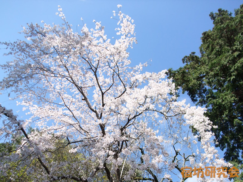 鷺森神社の桜