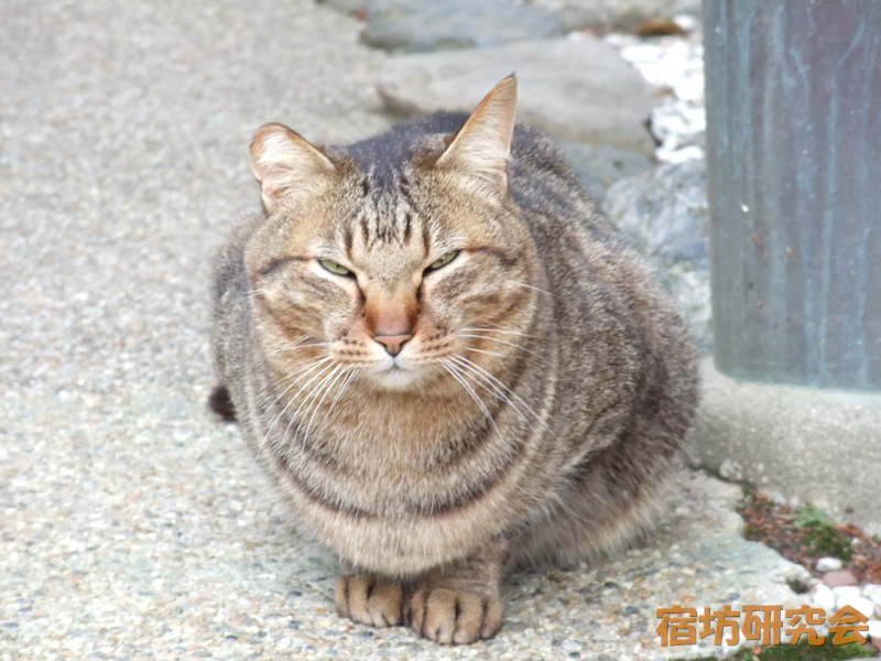 御髪神社の猫