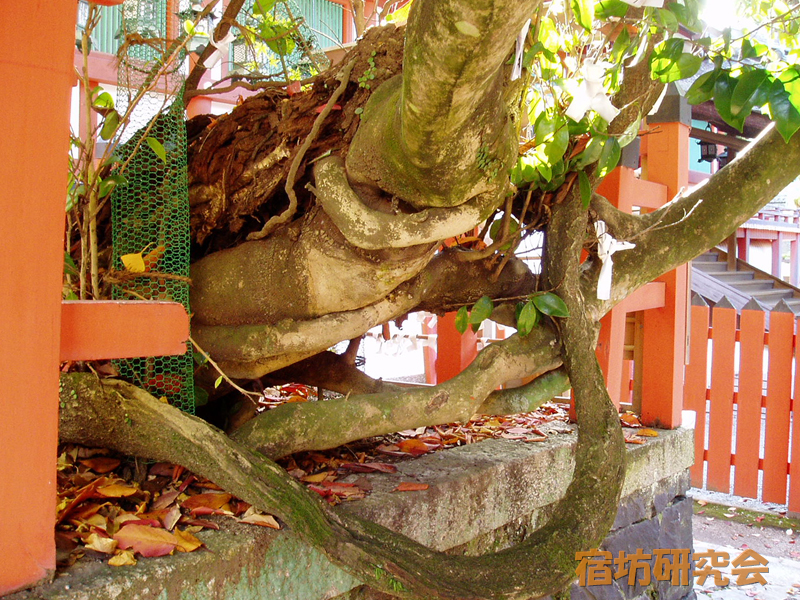春日大社 風宮神社の七種寄木