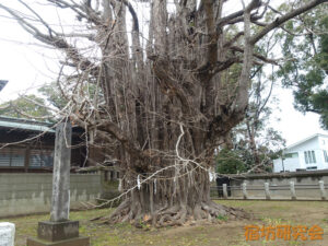 葛飾八幡宮の千本公孫樹