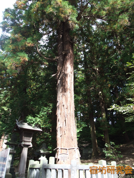 諏訪大社下社春宮の結びの杉