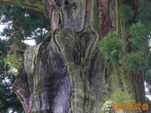 清澄寺の千年杉（ハート形）